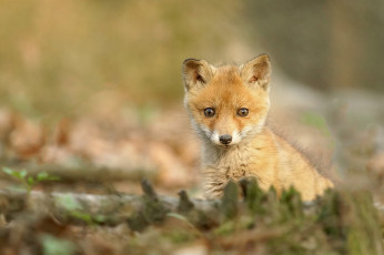 Картинка животные лисы лиса окрас шкура опасна животное