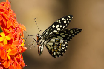 Картинка животные бабочки +мотыльки +моли бабочка яркость расцветка butterfly brightness colors