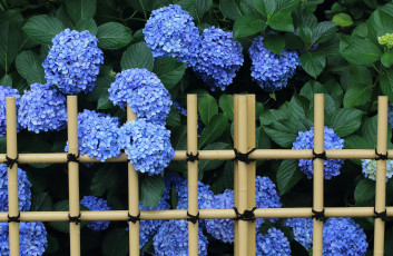 Картинка цветы гортензия голубой ограждение
