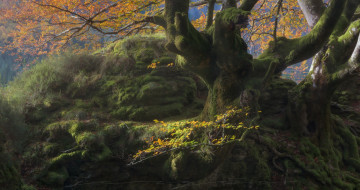 Картинка природа лес дерево