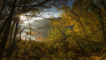 Картинка природа лес озеро закат деревья пейзаж