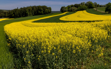 Картинка цветы луговые+ полевые +цветы поле лето деревья трава рапс желтый