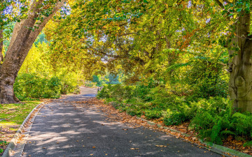 Картинка природа дороги осень солнце parks trees autumn roads деревья дорога melbourne парк мельбурн foliage
