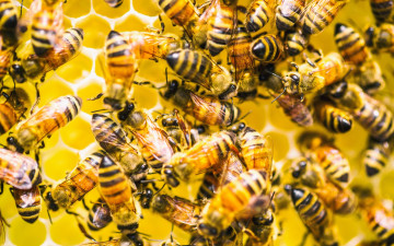 Картинка животные пчелы +осы +шмели пчёлы улей фон