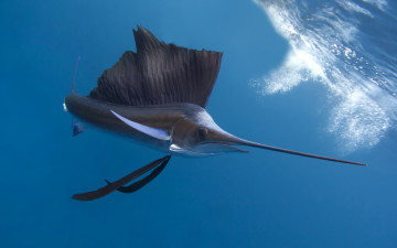 Картинка животные рыбы рыба меч океан