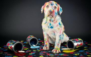 Картинка животные собаки background лабрадор retriever labrador ретривер краски dogs