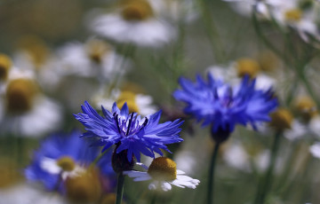 Картинка цветы васильки василек цветение синий