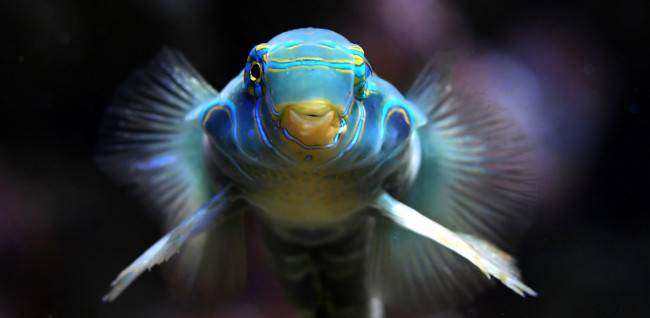 Обои картинки фото животные, рыбы, рыба, окрас, рот, глаза, синяя