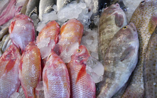 Обои картинки фото еда, рыба,  морепродукты,  суши,  роллы, fish, ice, seafood