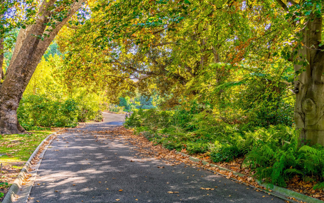 Обои картинки фото природа, дороги, осень, солнце, parks, trees, autumn, roads, деревья, дорога, melbourne, парк, мельбурн, foliage