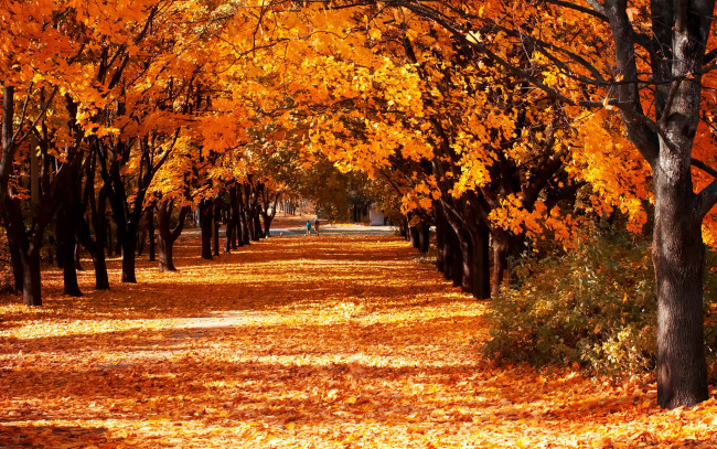 Обои картинки фото природа, парк, солнечно, желтые, листья, аллея, осень, деревья