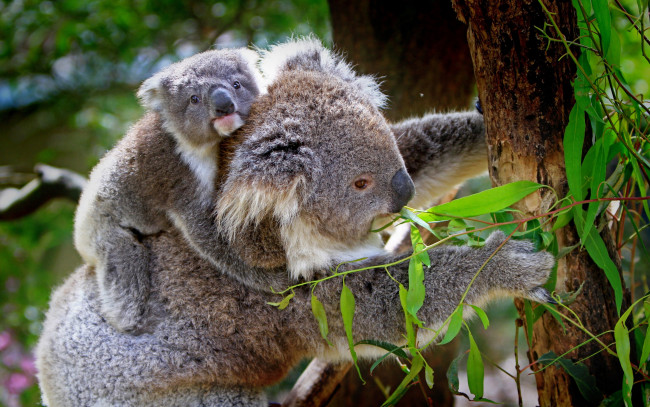 Обои картинки фото животные, коалы, листья, ветки, деревья, коала, природа, детёныш