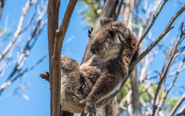 Обои картинки фото животные, коалы, спит, коала, боке, солнце, ветки, лежит, на, дереве