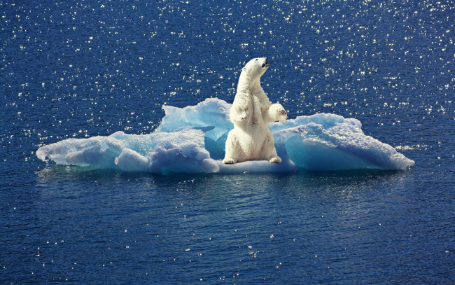 Обои картинки фото животные, медведи, белый, медведь, льдина, полярный, вода