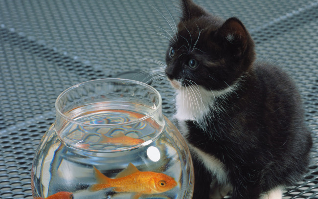Обои картинки фото животные, разные вместе, котенок, белый, кот, аквариум, кошка, cat, рыба, черный