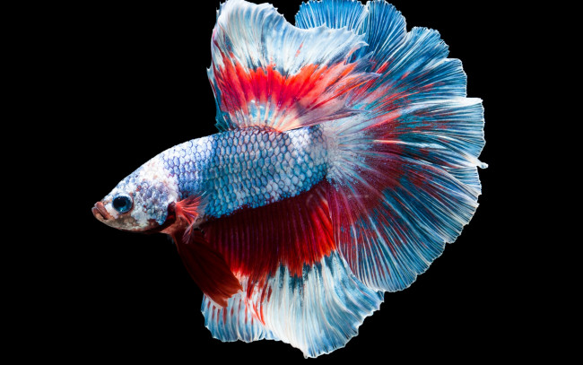 Обои картинки фото животные, рыбы, цвет, рыбка, хвост