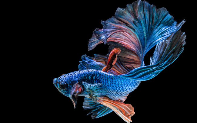 Обои картинки фото животные, рыбы, рыбка, хвост, цвет