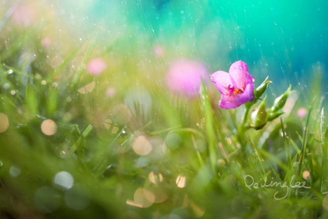 Обои картинки фото цветы, луговые , полевые,  цветы, дождь, боке, капли, цветок, трава