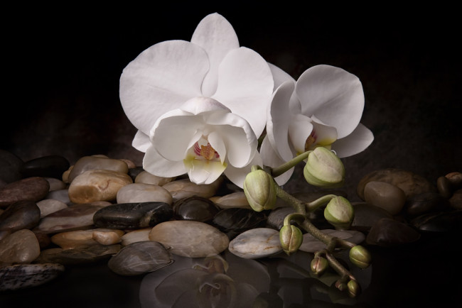 Обои картинки фото цветы, орхидеи, бутоны, орхидея, макро, цветок