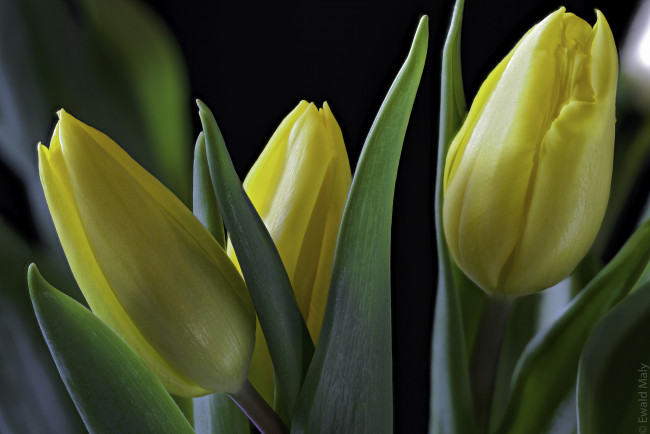 Обои картинки фото цветы, тюльпаны, бутоны, лепестки, цветение, капли