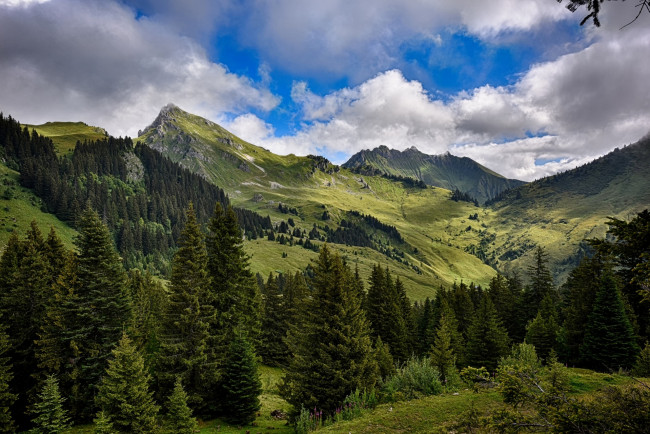 Обои картинки фото франция, природа, горы, ели, трава, облака