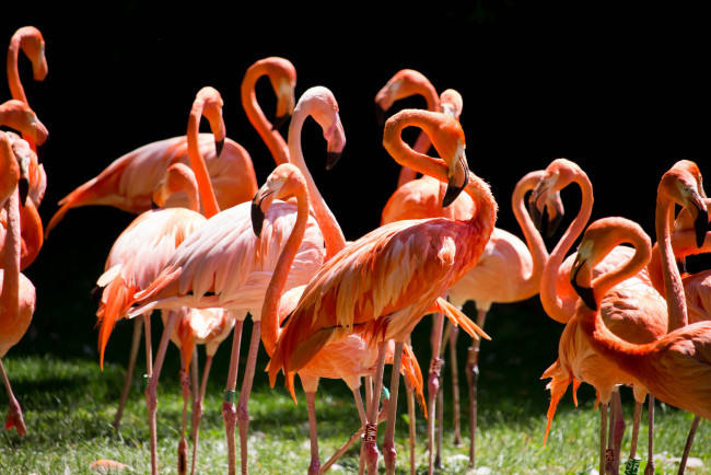 Обои картинки фото животные, фламинго, перья, окрас, птица