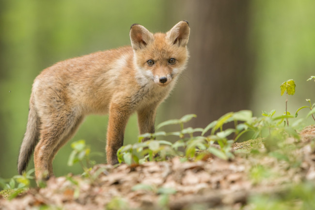 Обои картинки фото животные, лисы, лиса, окрас, шерсть, хитра, опасна