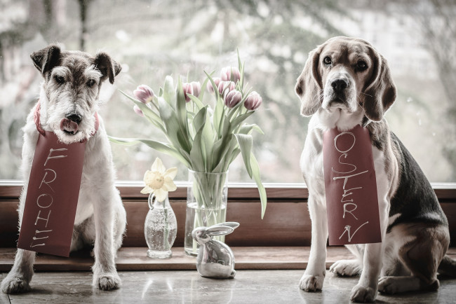 Обои картинки фото животные, собаки, цветы, окно, бигль, ваза, фигурка, тюльпаны