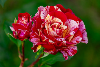 Картинка цветы розы лето цветение роза ветка