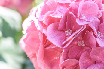 обоя цветы, гортензия, розовый, макро