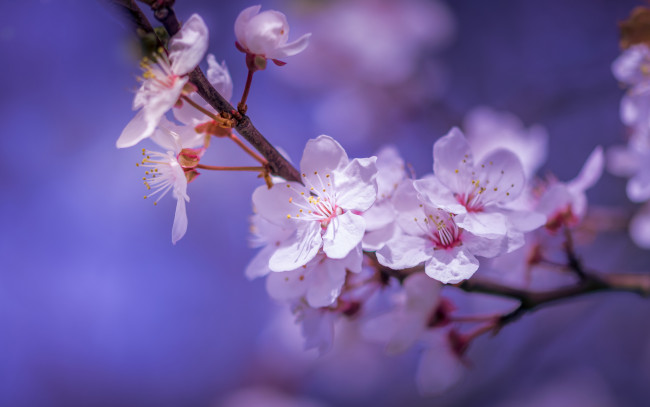 Обои картинки фото цветы, сакура,  вишня, цветки, макро, ветка, боке, цветение, вишня, весна