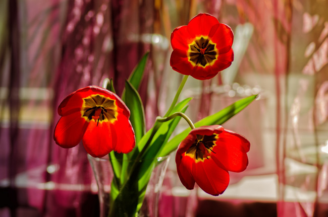 Обои картинки фото цветы, тюльпаны, ваза, боке, лепестки, красные, трио
