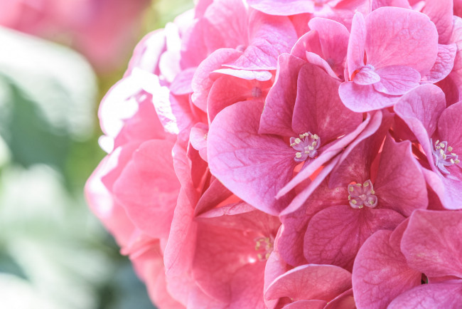Обои картинки фото цветы, гортензия, розовый, макро