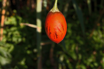 Картинка tree+tomato+fruit природа плоды tree tomato fruit