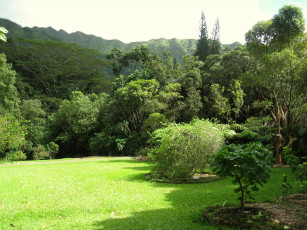 Картинка lyon arboretum oahu hawaii природа парк тропики растения трава