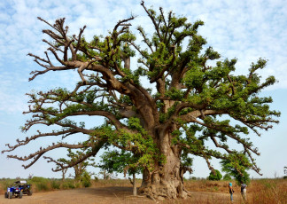 Картинка природа деревья саванна баобаб ствол крона дерево