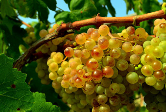 Картинка природа Ягоды виноград свет лоза