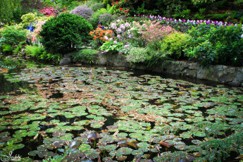 Картинка butchart gardens canada природа парк водоем цветы кусты