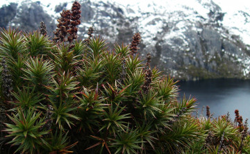 Картинка mountain flora crater lake природа другое горы растительность озеро