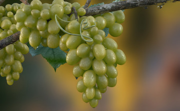 Картинка природа Ягоды виноград капли ветка