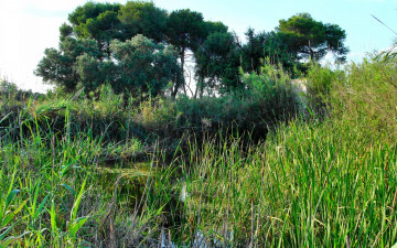 Картинка природа реки озера заросшее озеро деревья трава кусты