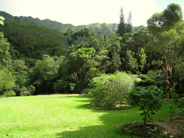 Обои картинки фото lyon, arboretum, oahu, hawaii, природа, парк, тропики, растения, трава