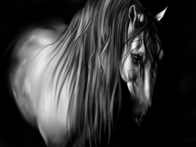 Обои картинки фото рисованные, животные, лошади, лошадь, грива, белая, черный, фон