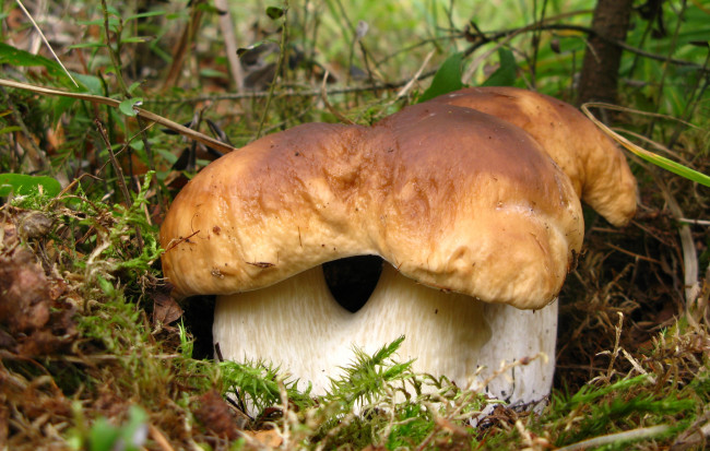 Обои картинки фото природа, грибы, тройнята, боровики