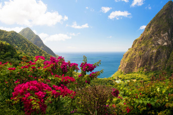 Картинка природа побережье вест индия остров скалы море цветы кусты зелень пейзаж вид