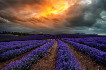 Картинка природа поля австралия тасмания поле лаванда цветы тучи облака
