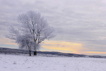 Картинка природа зима иней деревья холмы лес снег