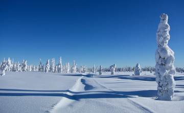 Картинка природа зима сугробы снег деревья