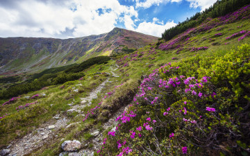 Картинка природа луга горы холмы тропа кусты цветы рододендрон пейзаж