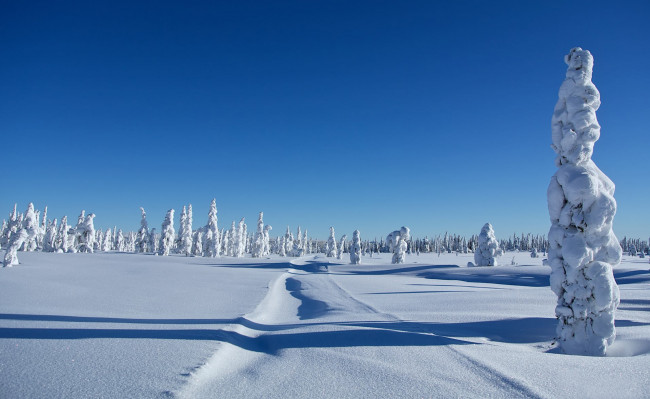Обои картинки фото природа, зима, сугробы, снег, деревья